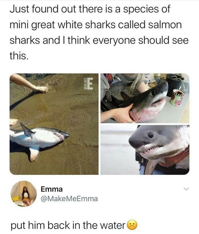 Mini great white shark called salmon shark shown out of water