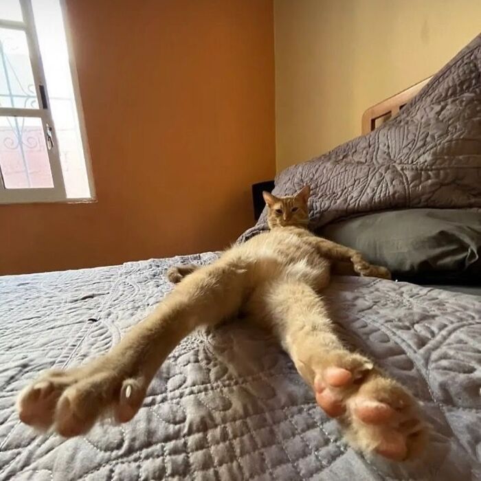 50 Cat Memes That Feel Like They Were Created By Sleep Deprived Internet Geniuses