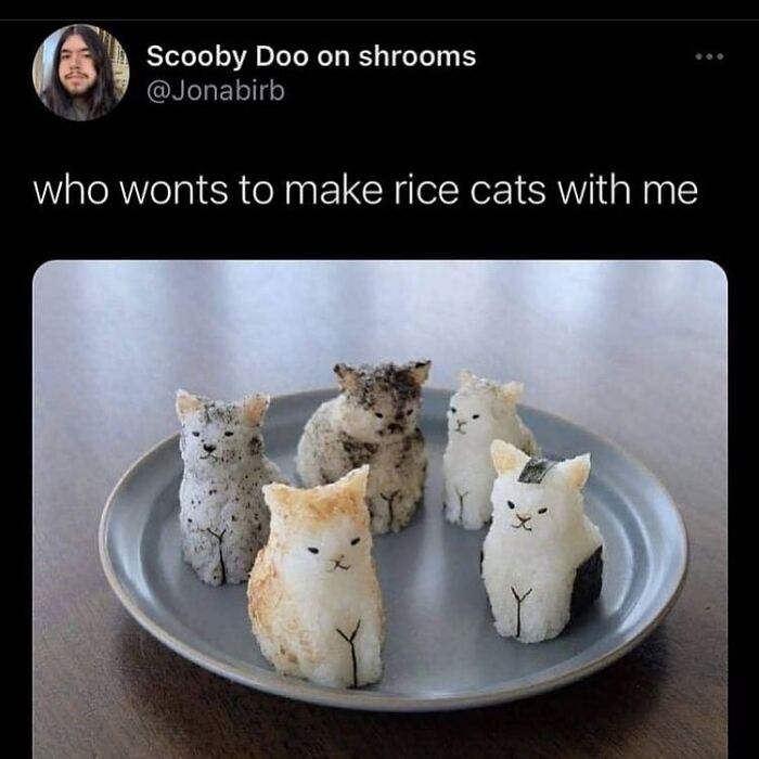 50 Cat Memes That Feel Like They Were Created By Sleep Deprived Internet Geniuses