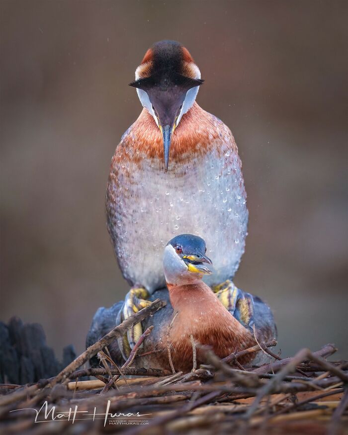 “Red-Necked Grebes Mating”