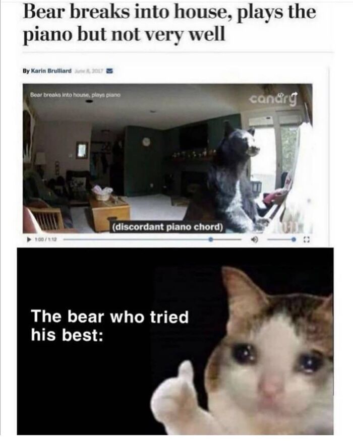 Bear humor meme about bear playing piano poorly with sad cat thumbs up