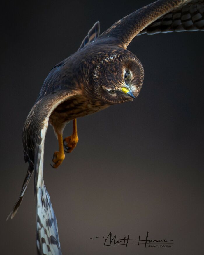“Norther Harrier”