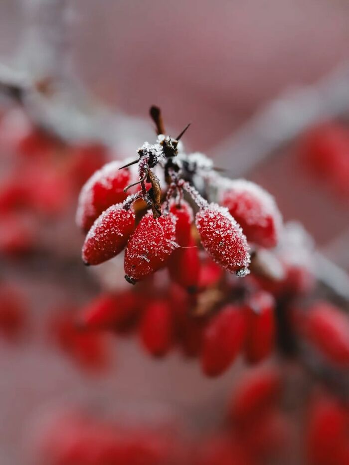 55 Fascinating Macro Photos Shared By This Page That Reveal Tiny Worlds Up Close