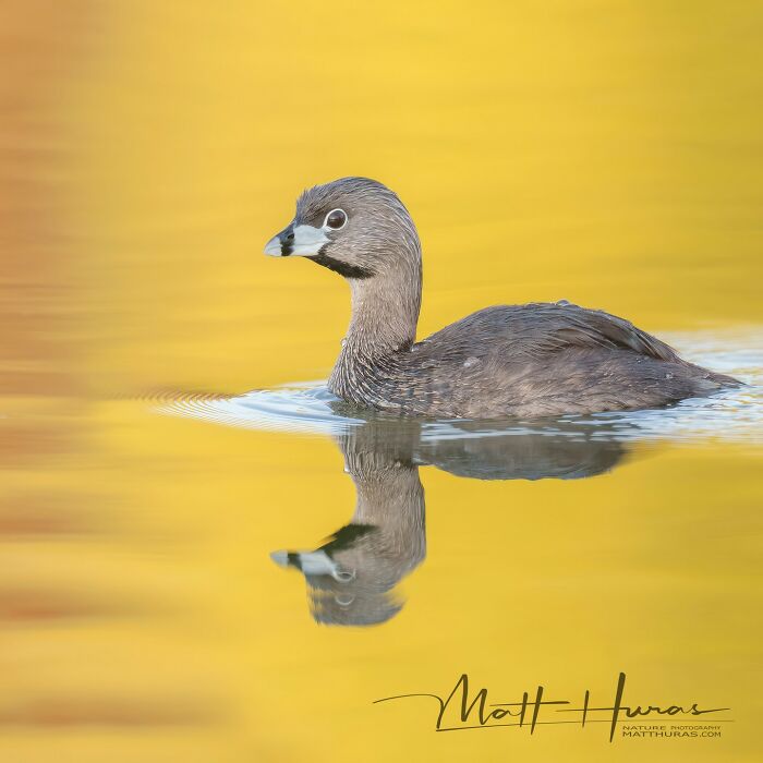“Pied-Billed Grebe”