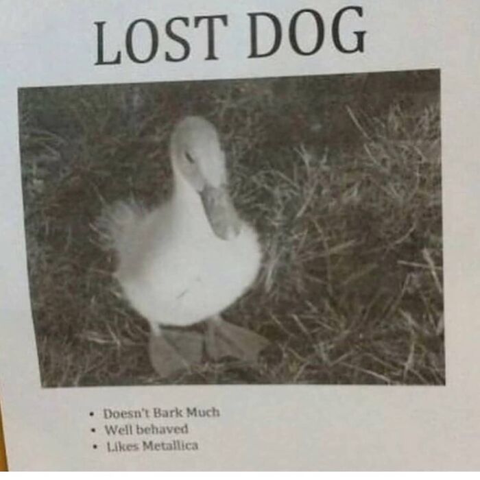 Lost dog poster showing a duck with humorous traits