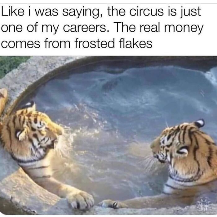 Two tigers in water joking about Frosted Flakes money meme