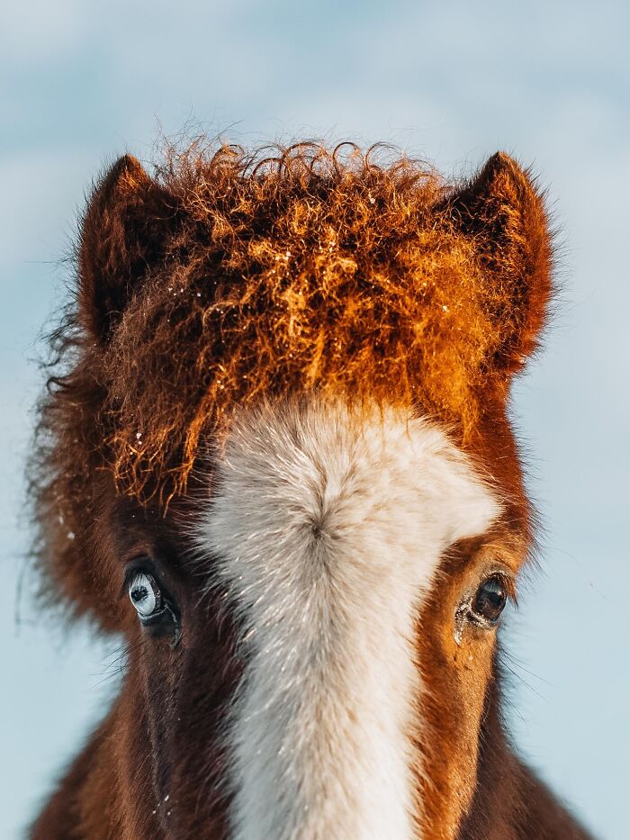 This Photographer Captures Iceland’s Domestic And Wild Animals In Their Natural Beauty (41 Pics)