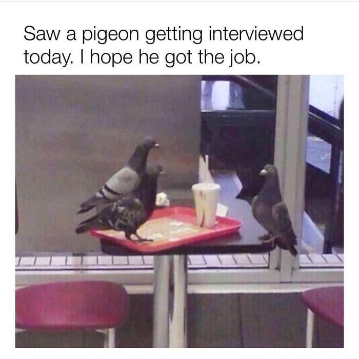 Pigeons gathered around a table as if attending a job interview.