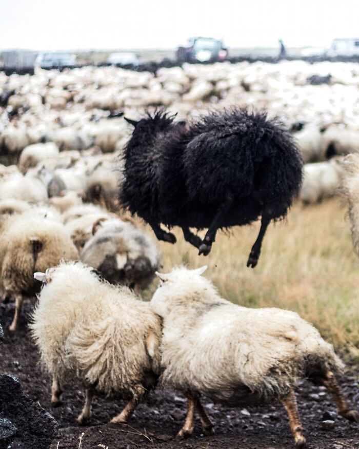 This Photographer Captures Iceland’s Domestic And Wild Animals In Their Natural Beauty (41 Pics)