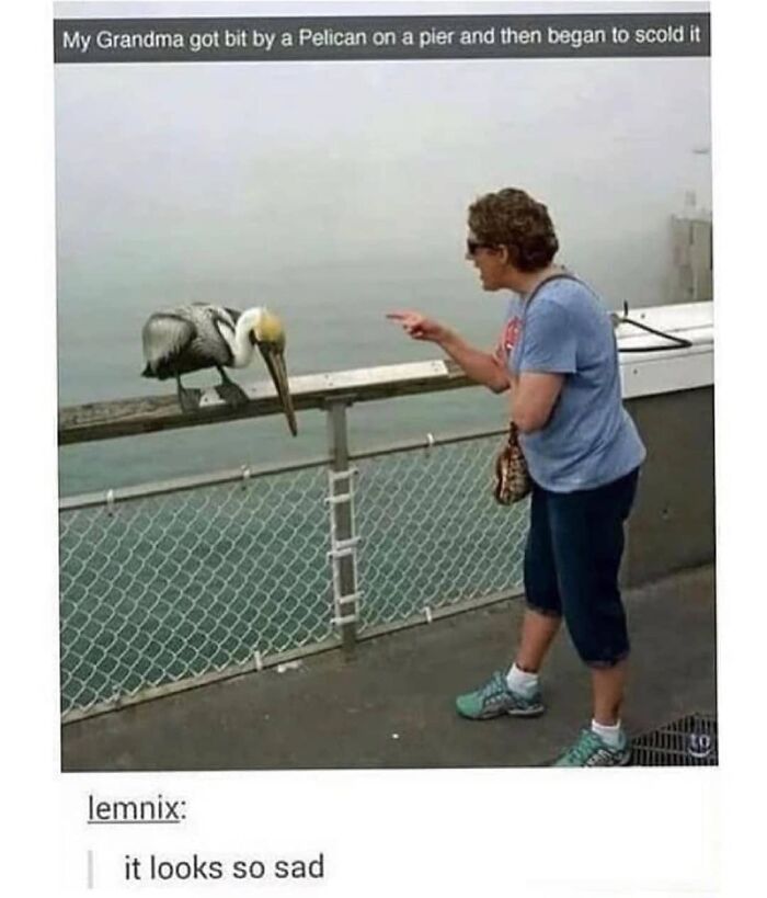 Woman scolding a pelican on a pier after it bit her grandmother.