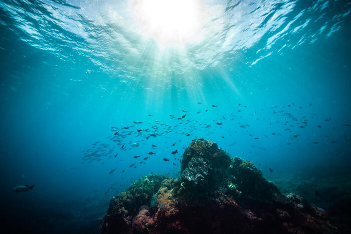 Underwater view of a coral reef and school of fish, with sun rays from the surface. Cross to the other side.