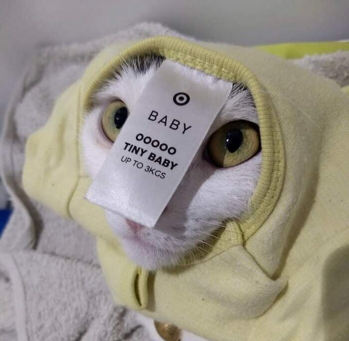 50 Cat Memes That Feel Like They Were Created By Sleep Deprived Internet Geniuses