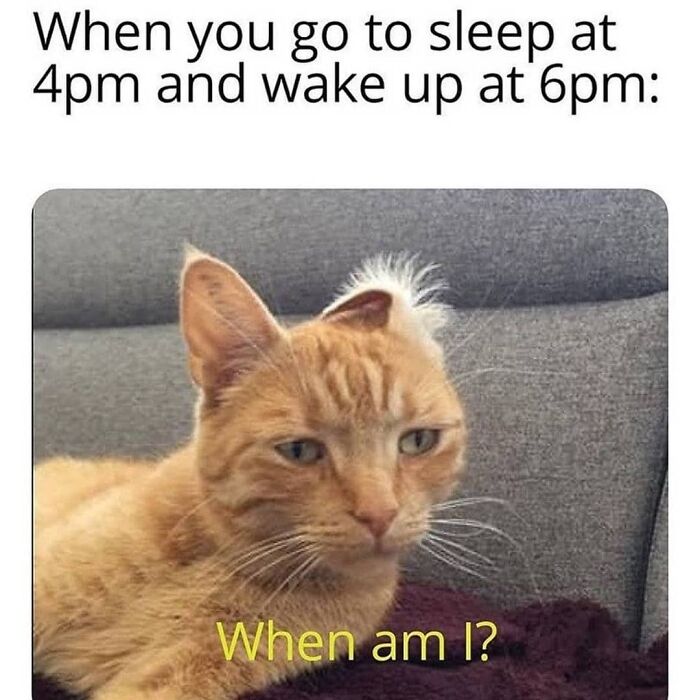 Confused orange cat waking up from an afternoon nap questioning the time.