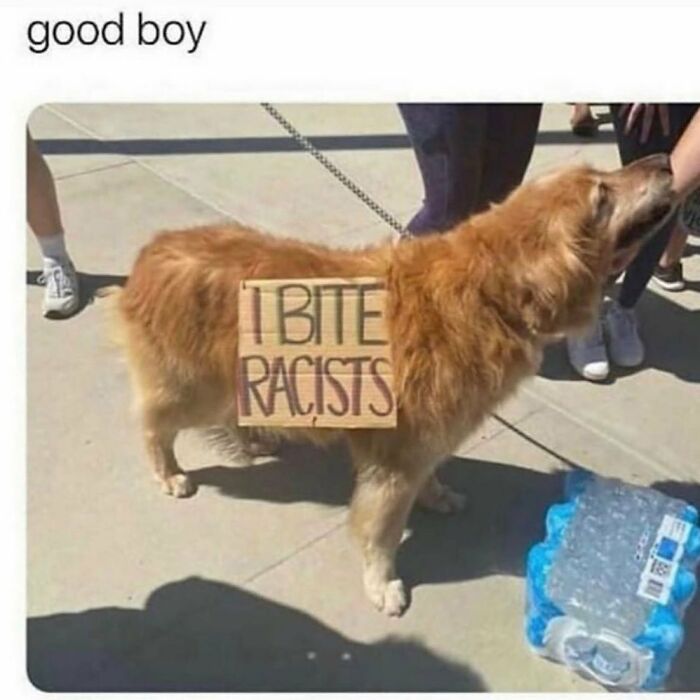 Golden retriever with a sign saying I bite racists random funny meme