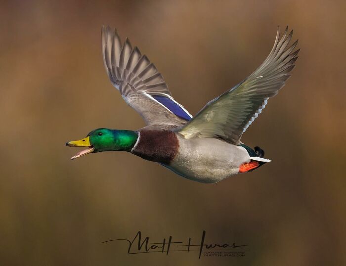 “Mallard Duck”