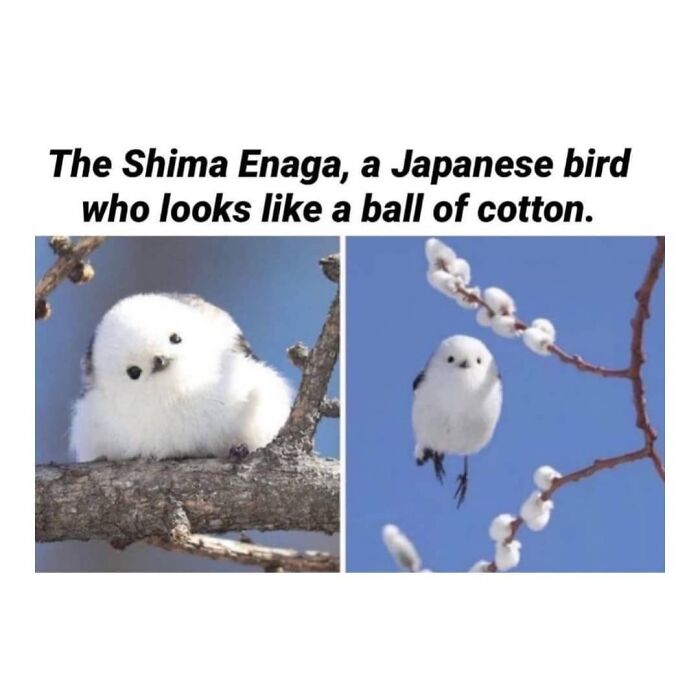 Shima Enaga Japanese bird resembling a fluffy ball of cotton perched on branches.