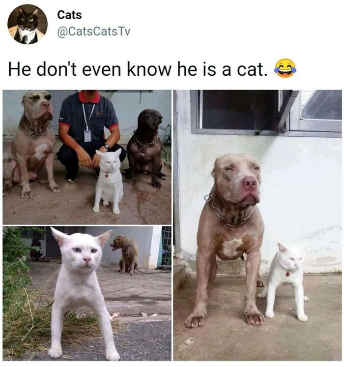 Funny meme showing a cat walking confidently with dogs
