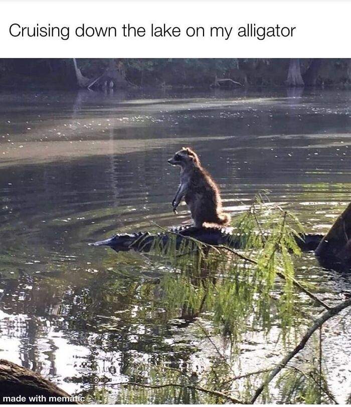 Raccoon standing on alligator in lake as funny animal meme