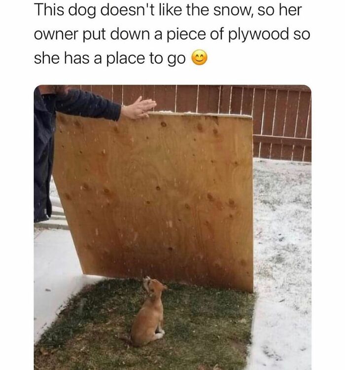Random memes dog avoiding snow on plywood in backyard