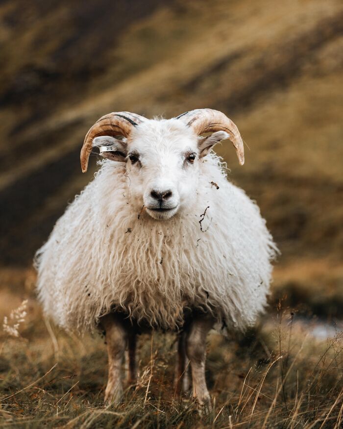 This Photographer Captures Iceland’s Domestic And Wild Animals In Their Natural Beauty (41 Pics)