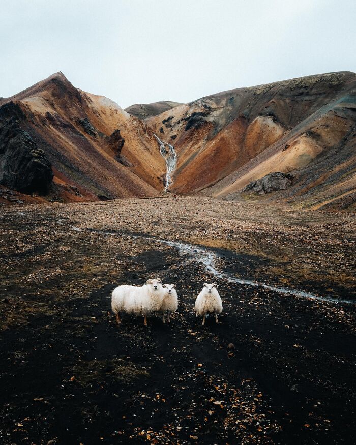 This Photographer Captures Iceland’s Domestic And Wild Animals In Their Natural Beauty (41 Pics)