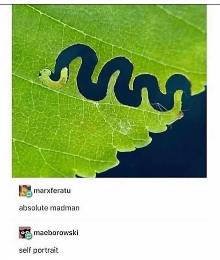 Caterpillar eating leaf leaves a funny snake-like shape meme
