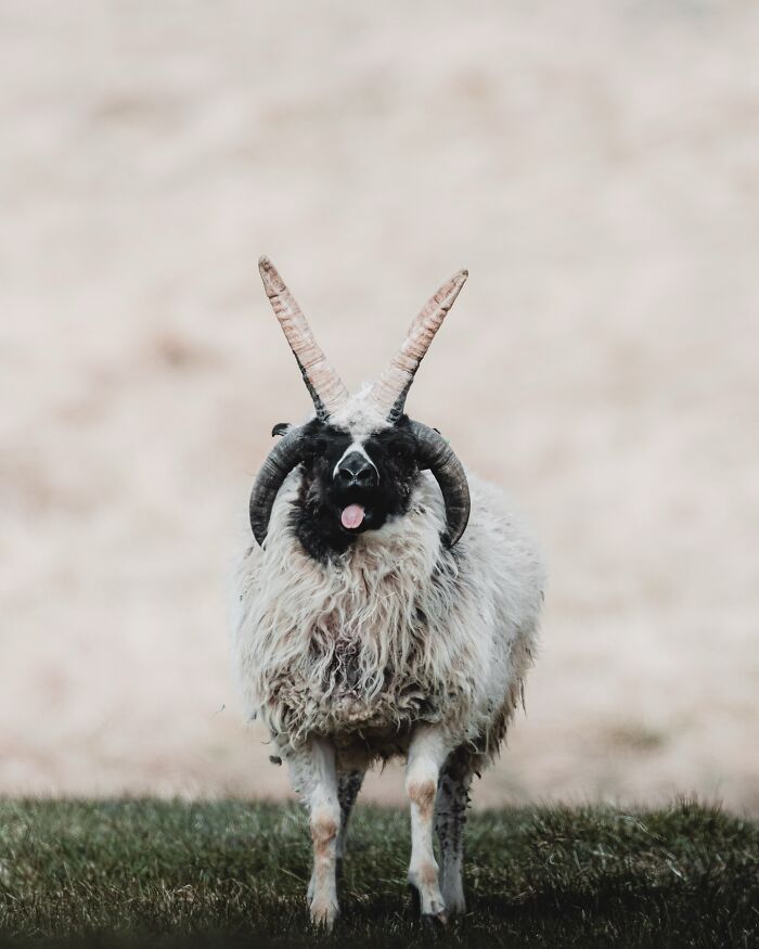 This Photographer Captures Iceland’s Domestic And Wild Animals In Their Natural Beauty (41 Pics)