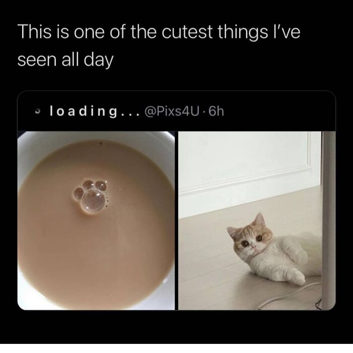 Cute cat bubble in tea resembling paw as funny animal meme