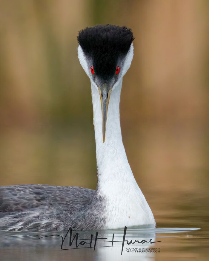 “Western Grebe”