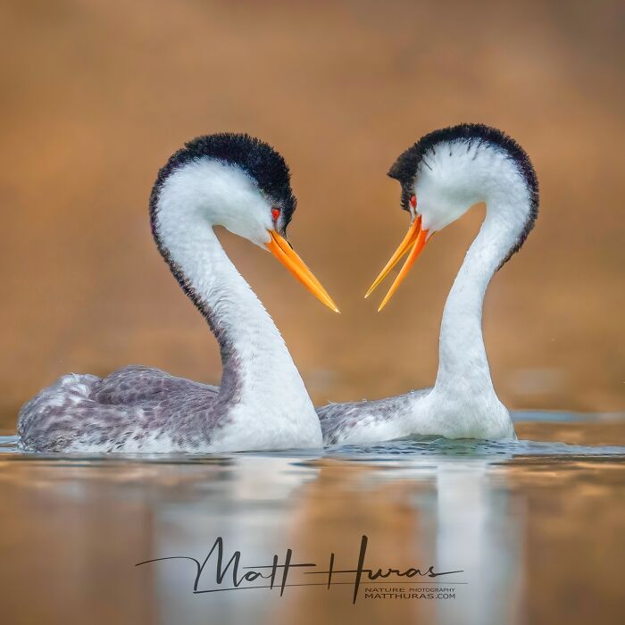 “Clark's Grebes”
