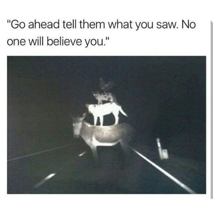 Dog standing on donkey at night with caption no one will believe you