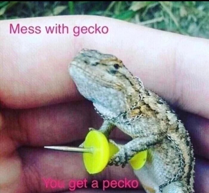Gecko holding thumbtack caption mess with gecko get a pecko