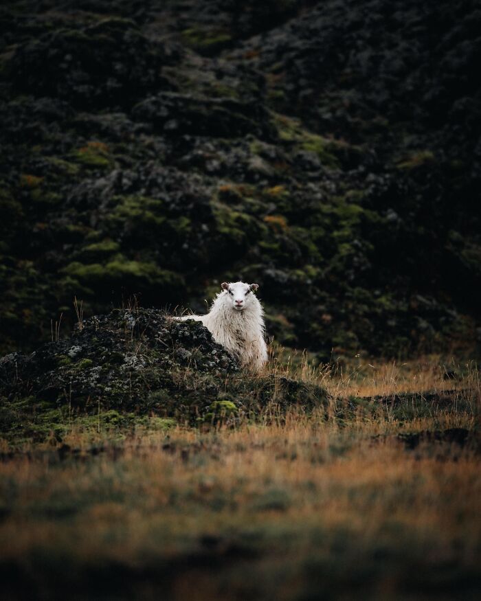 This Photographer Captures Iceland’s Domestic And Wild Animals In Their Natural Beauty (41 Pics)
