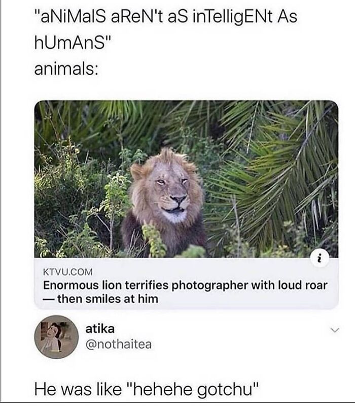Lion with fierce roar smiling at photographer meme