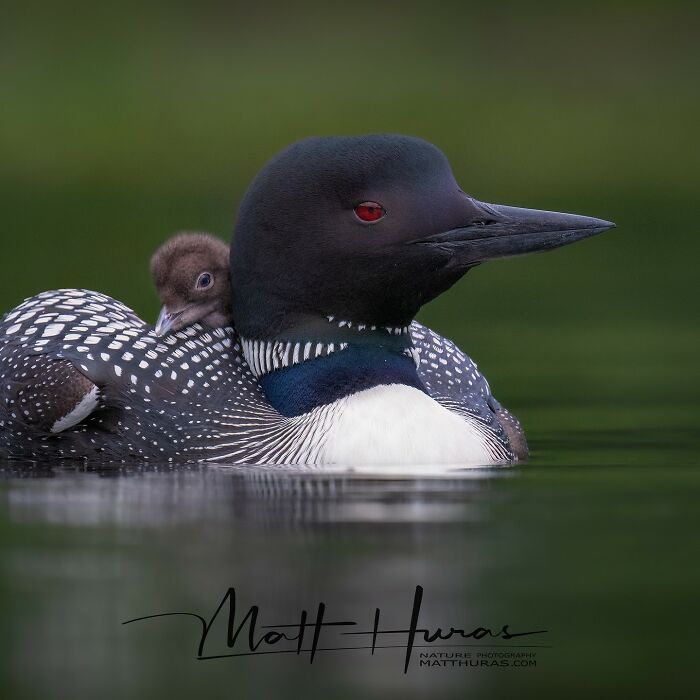 “Mother And Child: A Common Loon Portrait”