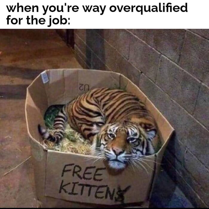 Tiger in a box labeled free kittens as overqualified job meme