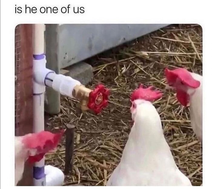 Chickens curious about a faucet resembling a chicken meme