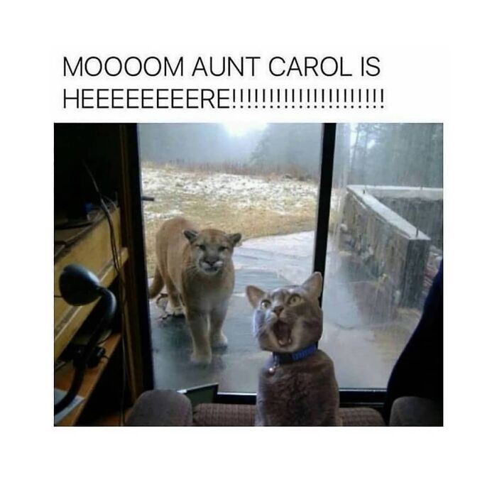 Surprised cat yelling with cougar behind in backyard meme