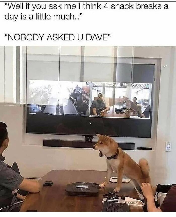 Dog standing on table during video call meme with text about snack breaks