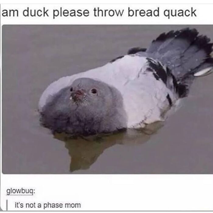 Duck floating on water captioned asking for bread meme