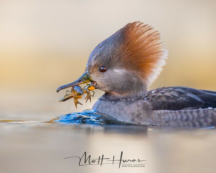 “Female Hooded Merganser Duck”