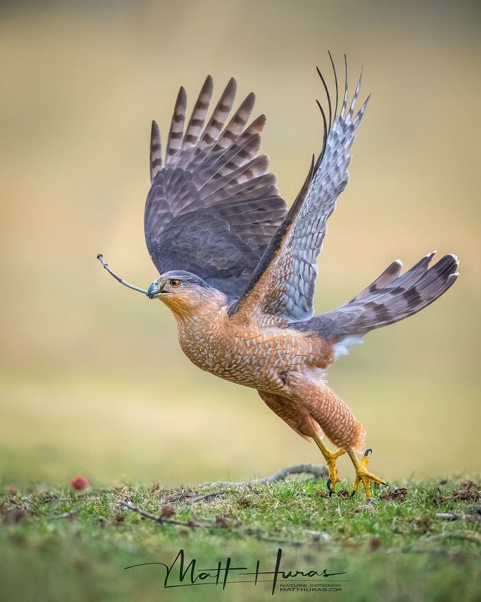 “Cooper's Hawk”