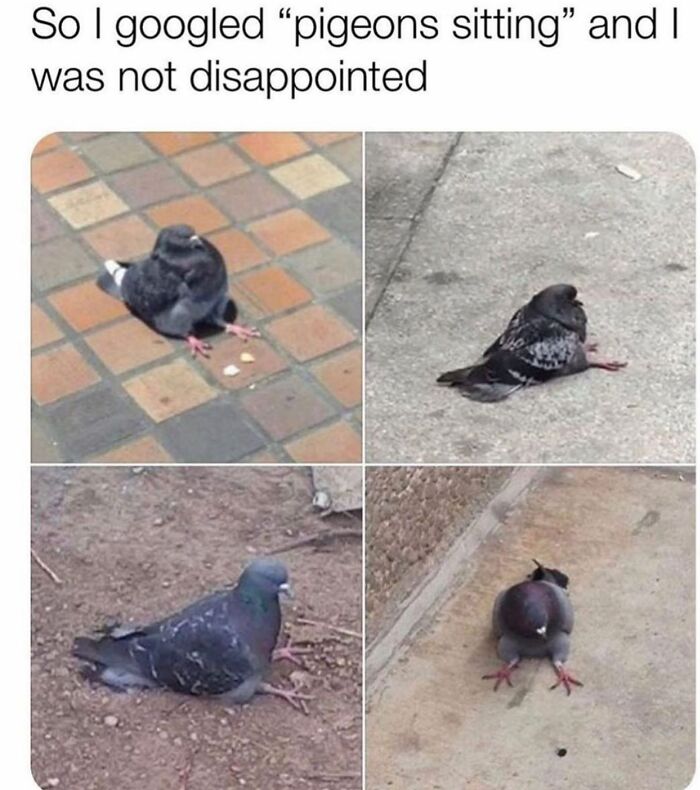 Funny pigeon sitting positions in random funny memes