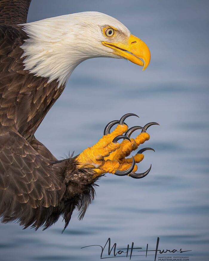 “Bald Eagle”
