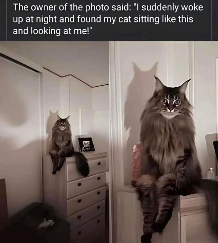 Cat sitting in a spooky way with shadow on wall and caption about waking up