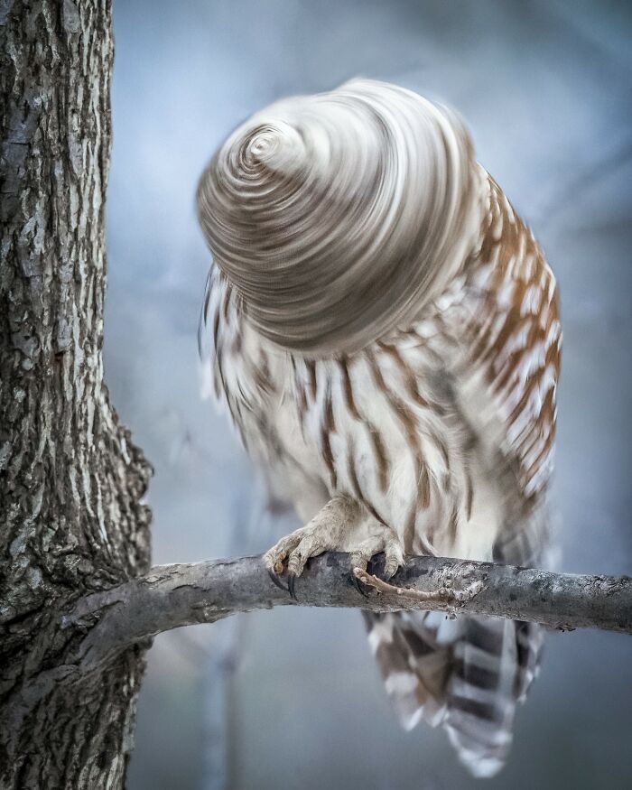 “Drilling Owl (Strix Spinitis)”
