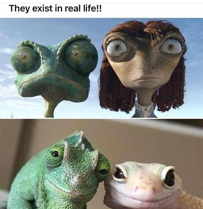 Real life chameleon and gecko compared to animated characters