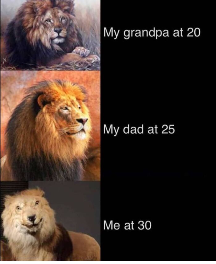 Humorous lion photos comparing grandpa dad and me at different ages