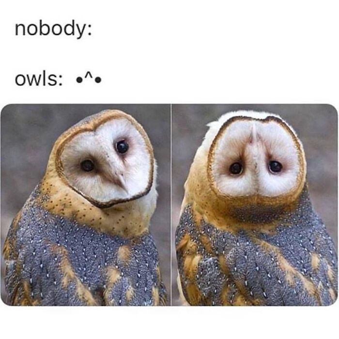 Funny owl meme showing owls making cute faces