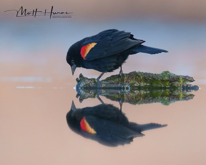 “Red-Winged Blackbird”